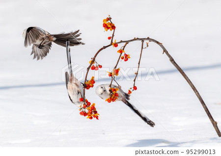 Snow Fairy @ Shimaenaga 95299013