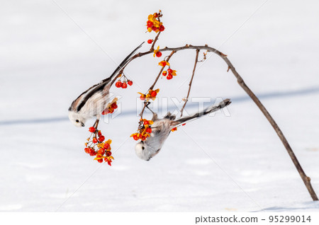 Snow Fairy @ Shimaenaga Snow Fairy @ Shimaenaga 95299014