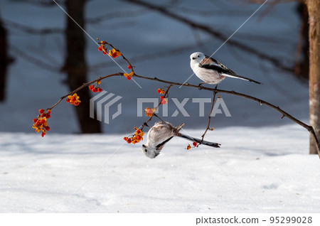 Snow Fairy @ Shimaenaga 95299028