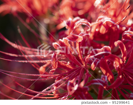 Cluster Amaryllis Blooming Around Hitokotonushi. - Stock Photo.