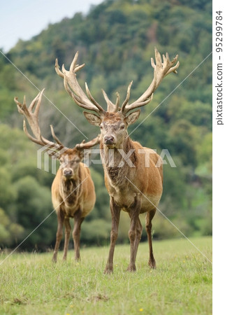 Two red deers during autumn rut Two red deers during autumn rut 95299784
