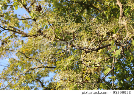 Harigiri bears small black berries in late autumn 95299938