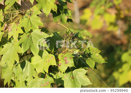 Harigiri 在深秋結出黑色的小漿果 Harigiri 在深秋結出黑色的小漿果 95299940