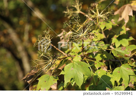 Harigiri bears small black berries in late autumn 95299941