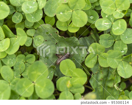 cricket on a leaf cricket on a leaf 95300114