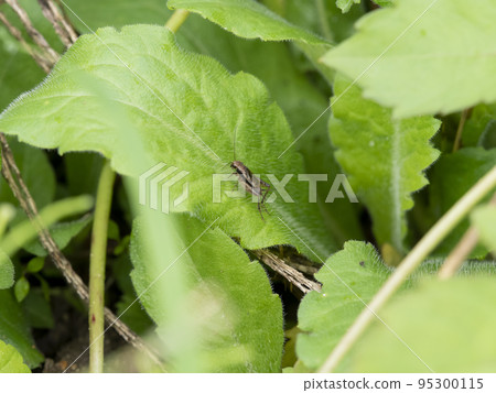cricket on a leaf cricket on a leaf 95300115
