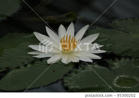 white petal water lily white petal water lily 95300202