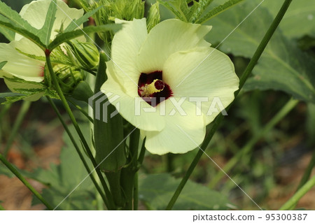 Yellow okra flowers that bloom in summer Yellow okra flowers that bloom in summer 95300387