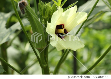 Yellow okra flowers that bloom in summer 95300388