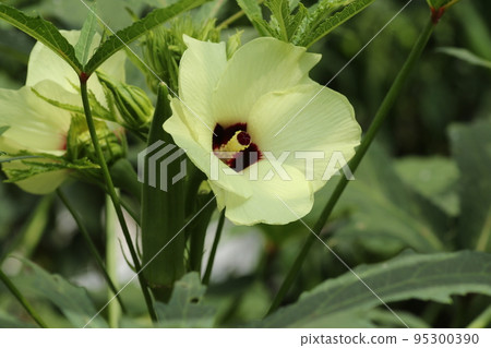 Yellow okra flowers that bloom in summer 95300390