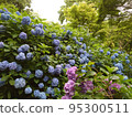 Hydrangea blooming during the rainy season 95300511