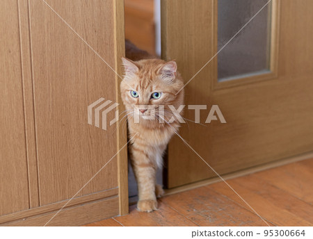 A cat that appears through the gap in the door, a tea tabby cat A cat that appears through the gap in the door, a tea tabby cat 95300664