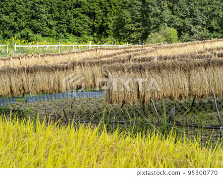Scenery of Chihaya Akasaka village rice terraces and rice racks 95300770