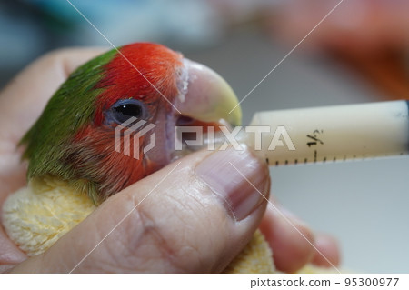 獸醫 95300977