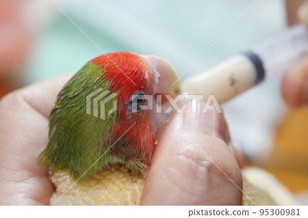 獸醫 獸醫 95300981