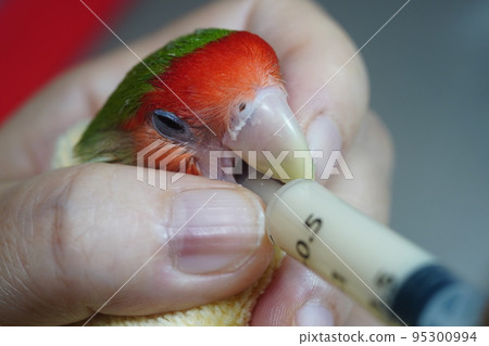 veterinary veterinary 95300994