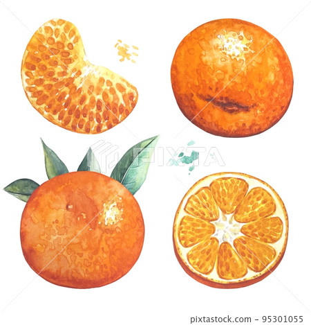 Set of tangerines, slices of tangerines, watercolor on a white background. Set of tangerines, slices of tangerines, watercolor on a white background. 95301055