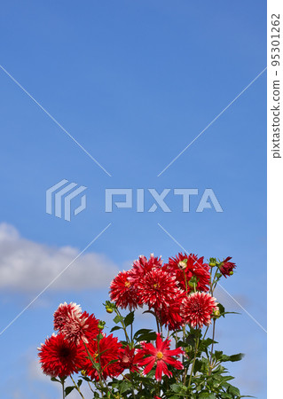 Autumn image, aria in full bloom and blue sky copy space 95301262