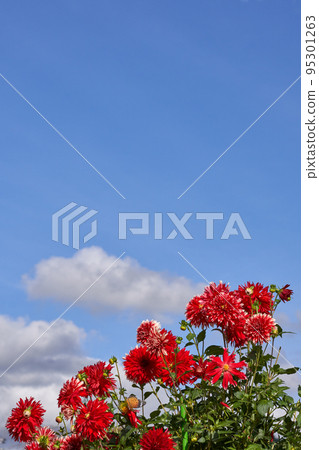 秋天的形象，盛開的詠嘆調和藍天復制空間 95301263