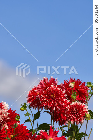 秋天的形象，盛開的詠嘆調和藍天復制空間 95301264