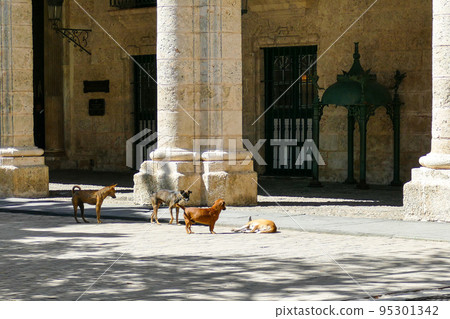Cuba, stray dogs on the streets of Havana Cuba, stray dogs on the streets of Havana 95301342