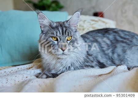 Gray cat resting lying at home on the bed Gray cat resting lying at home on the bed 95301409