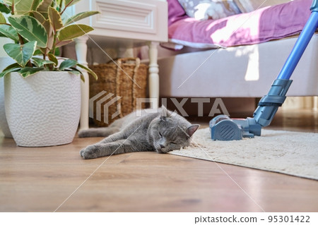 Cleaning house with vacuum cleaner, female with pet cat Cleaning house with vacuum cleaner, female with pet cat 95301422