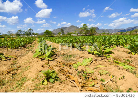Tobacco plantation in the Vinales region of Cuba 95301436