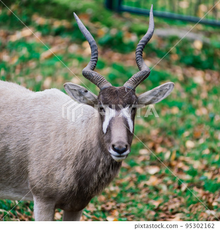 The maned ram eats hay, animal in the zoo, large rounded horns of a ram. The maned ram eats hay, animal in the zoo, large rounded horns of a ram. 95302162