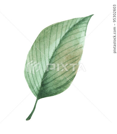 Floral. Watercolor illustration. 95302603