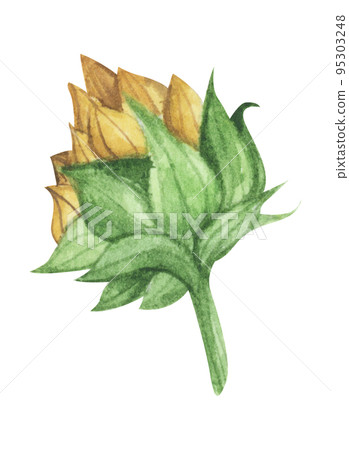 Sunflower. Watercolor floral illustration. Sunflower. Watercolor floral illustration. 95303248