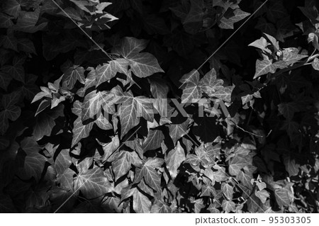 Monochrome photo of ivy leaves Monochrome photo of ivy leaves 95303305
