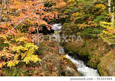 Autumn leaves of Oku-Nikko Ryuzu Falls (Takinoue) Autumn leaves of Oku-Nikko Ryuzu Falls (Takinoue) 95303464