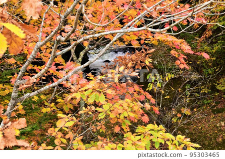 Autumn leaves of Oku-Nikko Ryuzu Falls (Takinoue) 95303465