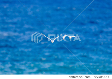 小燕鷗飛過海面 95303664