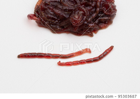 Red beetle bloodworm (larva of red beetle (breeding bait)) Red beetle bloodworm (larva of red beetle (breeding bait)) 95303687