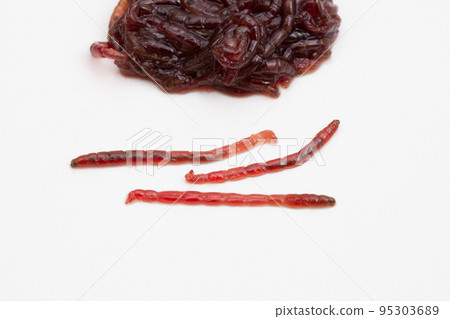 Red beetle bloodworm (larva of red beetle (breeding bait)) 95303689
