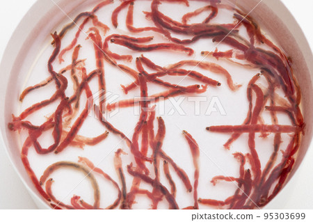 Red beetle bloodworm (larva of red beetle (breeding bait)) Red beetle bloodworm (larva of red beetle (breeding bait)) 95303699