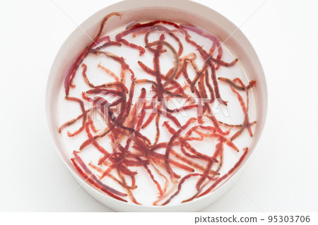 Akamushi 紅蟲 (Acamus chironomid 的幼蟲) 95303706