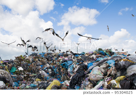 storks on pile garbage storks on pile garbage 95304025