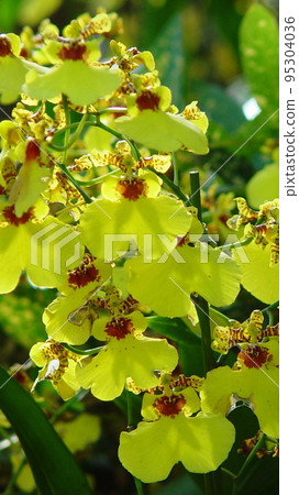 Yellow Orchid Orchid (January) Oncidium 10V9.16 Yellow Orchid Orchid (January) Oncidium 10V9.16 95304036
