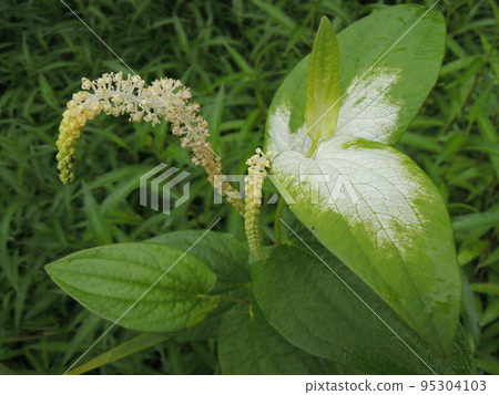 杭賀壽花三白草 杭賀壽花三白草 95304103