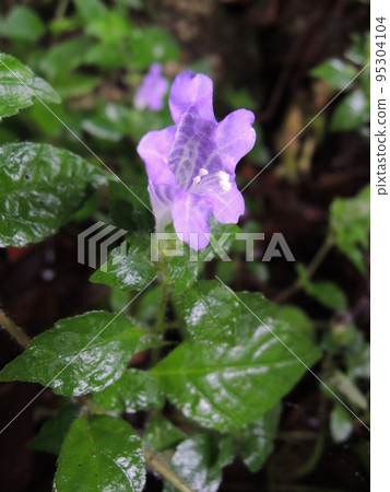 Yukimibana 花 Strobilanthes wakasana 95304104