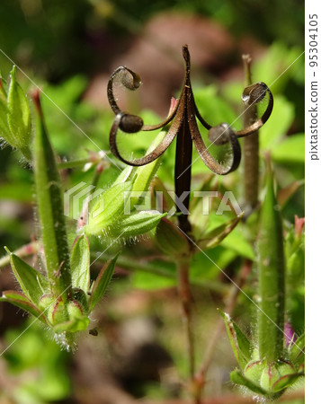 Geranium thunbergii 95304105
