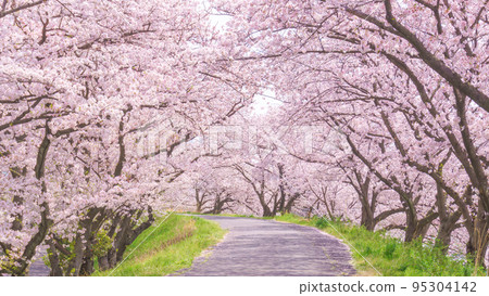Cherry blossom trees in full bloom and tree-lined road 95304142