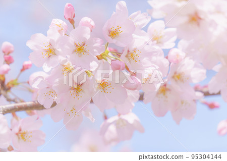 Cherry blossom close-up and blue sky 95304144