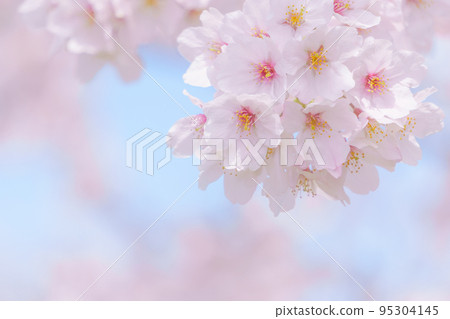 Cherry blossom close-up and blue sky 95304145