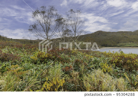 秋高地風光 群馬縣野澤湖畔的秋葉 95304288