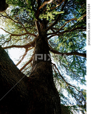 large tree  95304384