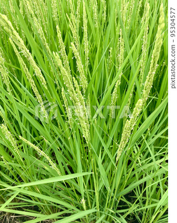 Rice flowers 95304577